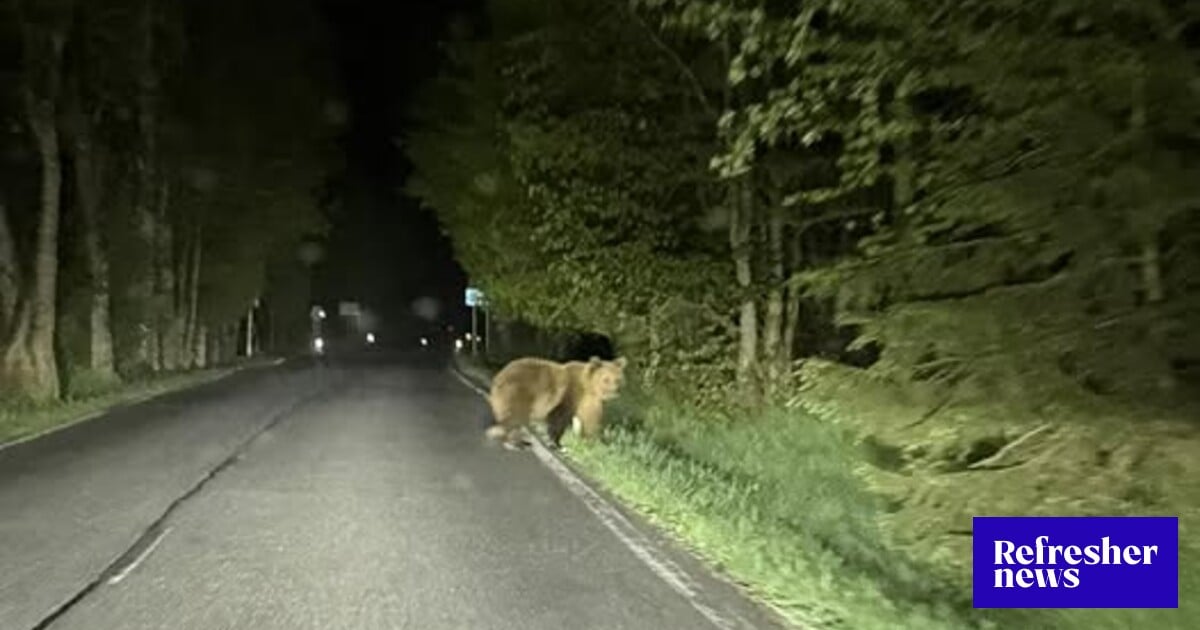 Nad Starou Lesnou spozorovali medvedicu aj s mladými. Varujú ľudí, aby jazdili pomalšie