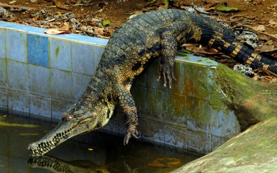 40 aligátorů zdrogovali ketaminem. Vědci jim pak nasadili sluchátka, chtěli vědět, jak fungoval sluch dinosaurů