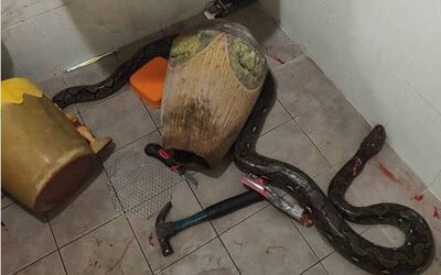 Horor v kúpeľni: Ženu napadol had, dobila ho kladivom.