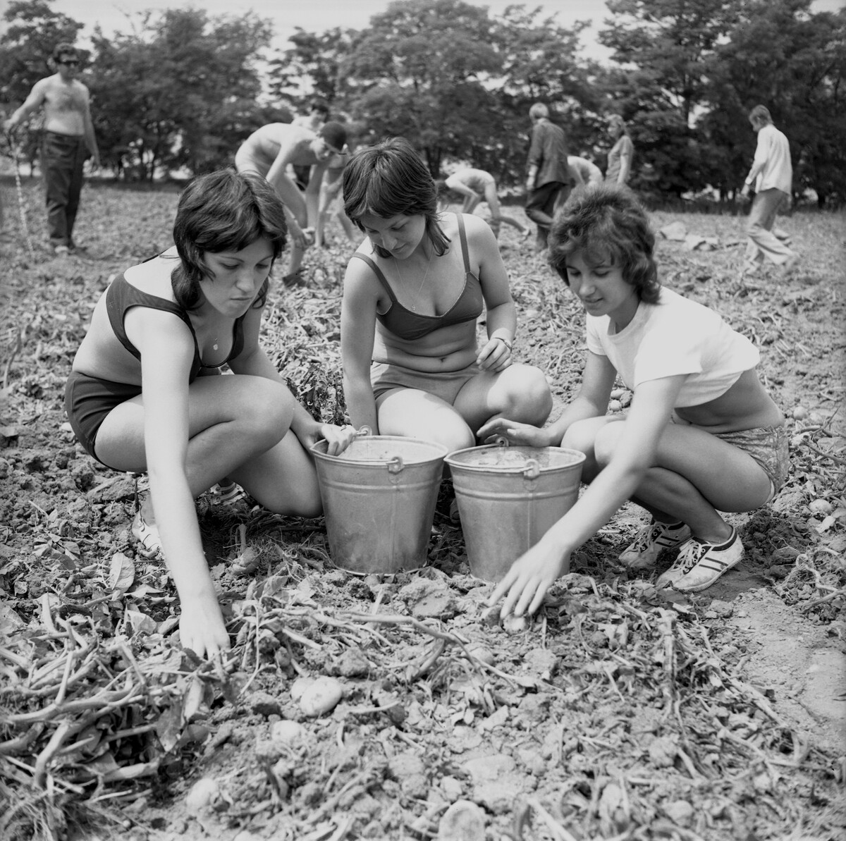 Zemiaková brigáda v roku 1972.