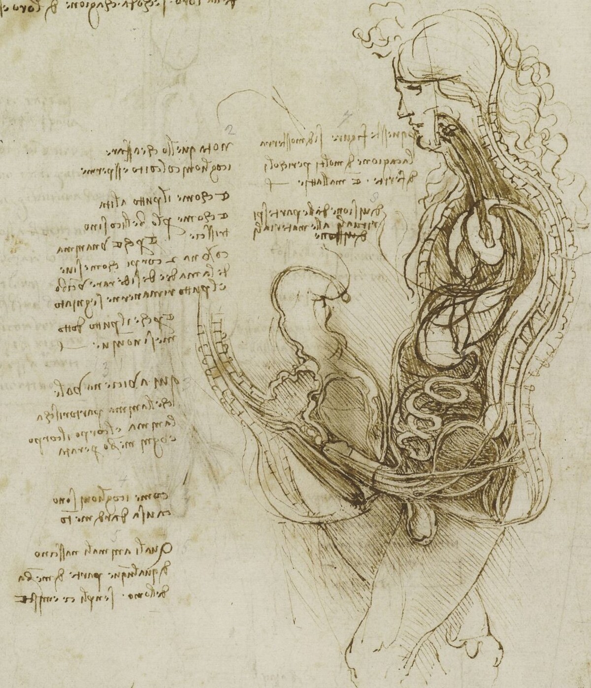 Skica pohlavných orgánov maliara Leonarda da Vinciho, ktorú vytvoril niekedy v rokoch 1480 až 1492.