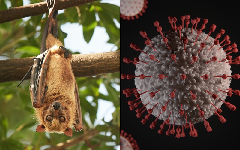 Na nový vírus podobný covidu, ktorý objavili v ruskom netopierovi, nemusí účinkovať očkovanie.
