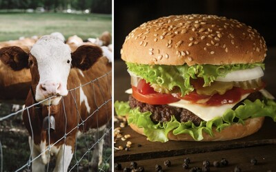 Burger King chce byť ekologickejší. Kravy začne kŕmiť potravou, po ktorej budú produkovať až o tretinu menej metánu.