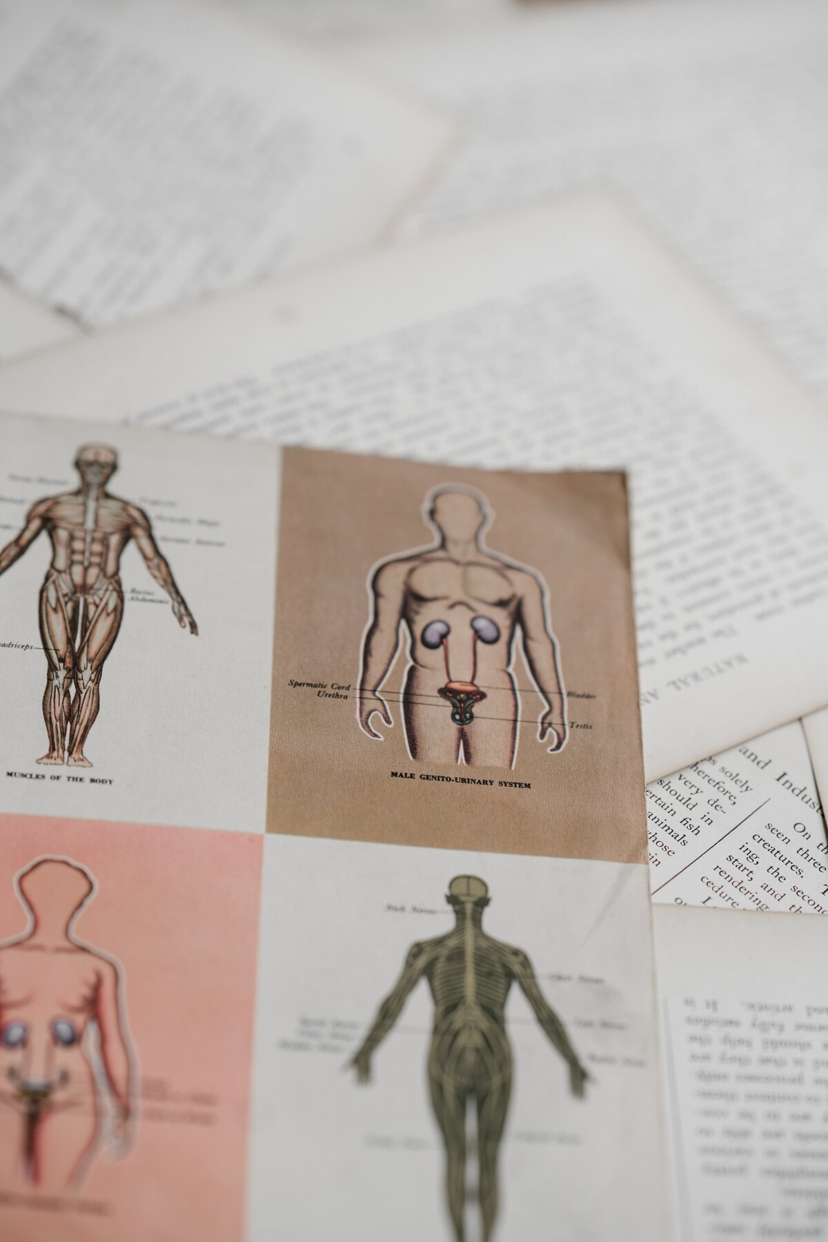 anatómia, ľudské telo