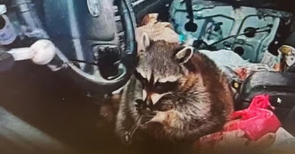 Crackoon z Ohia baví internet. Policie našla mývala s pervitinovou trubičkou v tlamě