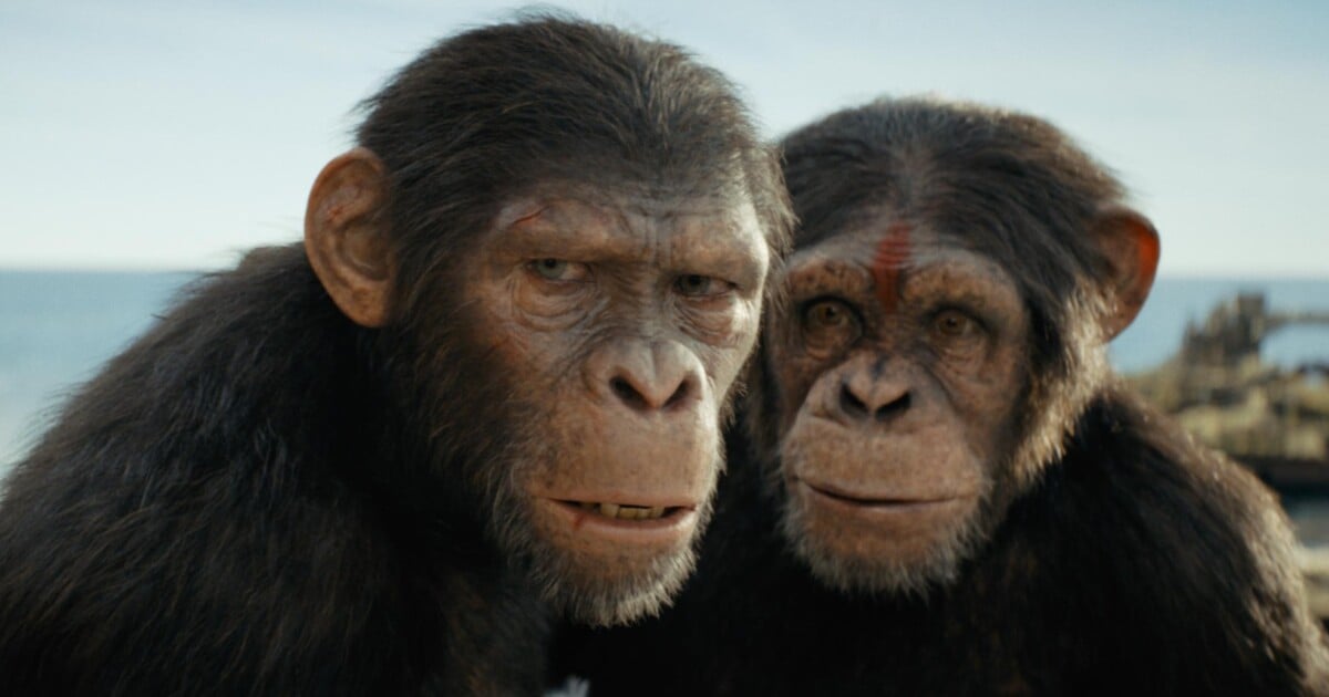 Šimpanzi v Ugandě rozpoutali občanskou válku: Vědci pozorují nevídané vyvražďování uvnitř tlupy