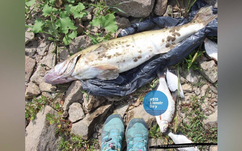 V řece Odra uhynuly tuny ryb, mluví se o ekologické katastrofě. Úřady vyšetřují příčinu. Kromě ryb hynou také bobři a ptáci.