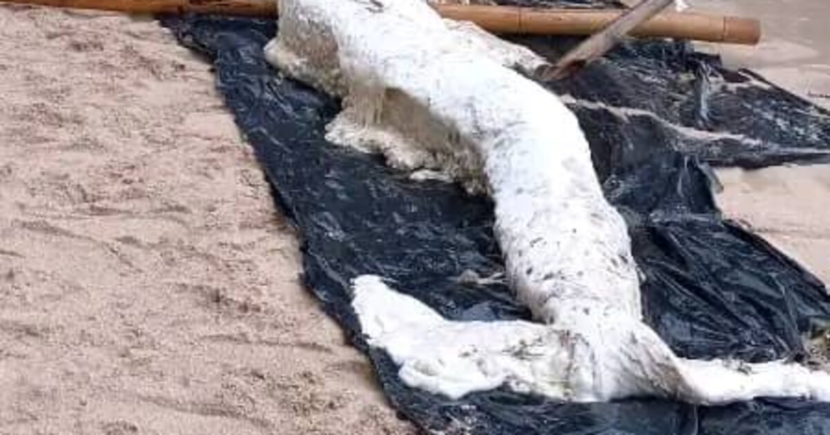 FOTO: Moře vyplavilo na břeh zvláštního tvora. Lidé se dohadují, jestli je to mořská panna