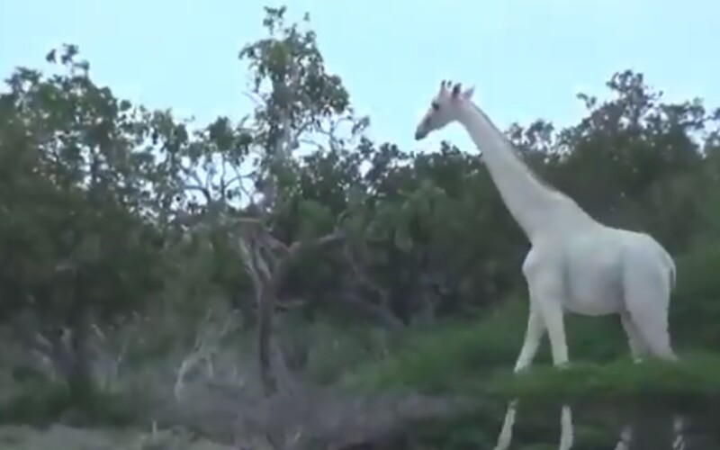 Na světě nejspíš zůstala poslední bílá žirafa, dvě zastřelili pytláci v Keni.