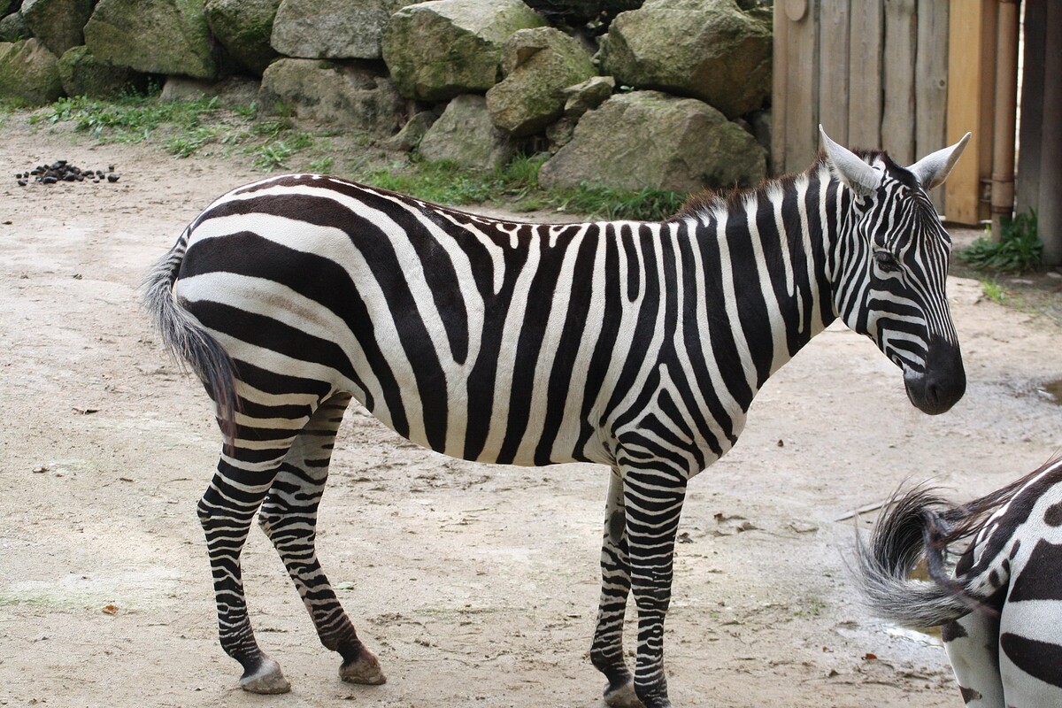 Zebra bezhřívá v liberecké zoo.