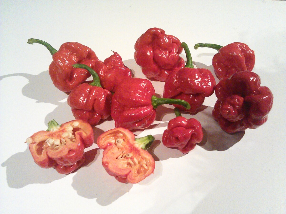 Paprička Trinidad Scorpion Moruga.