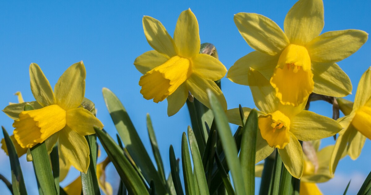 KVÍZ: Sněženka nebo bledule? Jaro je tu, vyzkoušej své znalosti jarních rostlin