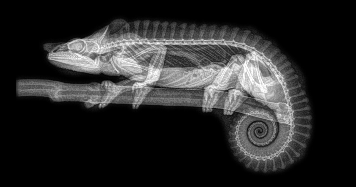 KVÍZ: Poznáš zvíře na rentgenu? Otestuj se a zjisti, jestli bys mohl*a pracovat na veterině