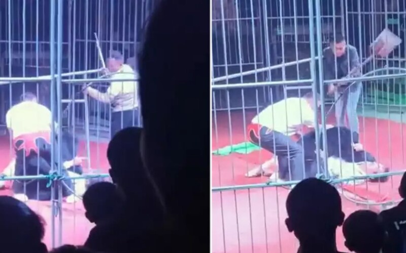 VIDEO: Medvěda v Číně bili tyčemi a lopatou po hlavě. Během vystoupení v kleci zaútočil na krotitele.