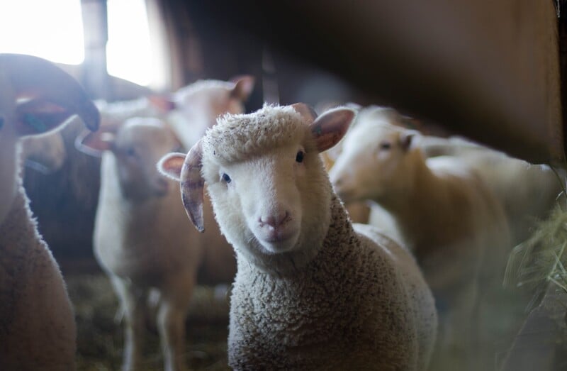 Je pravda, že ovce dokážu rozlišovať tváre?