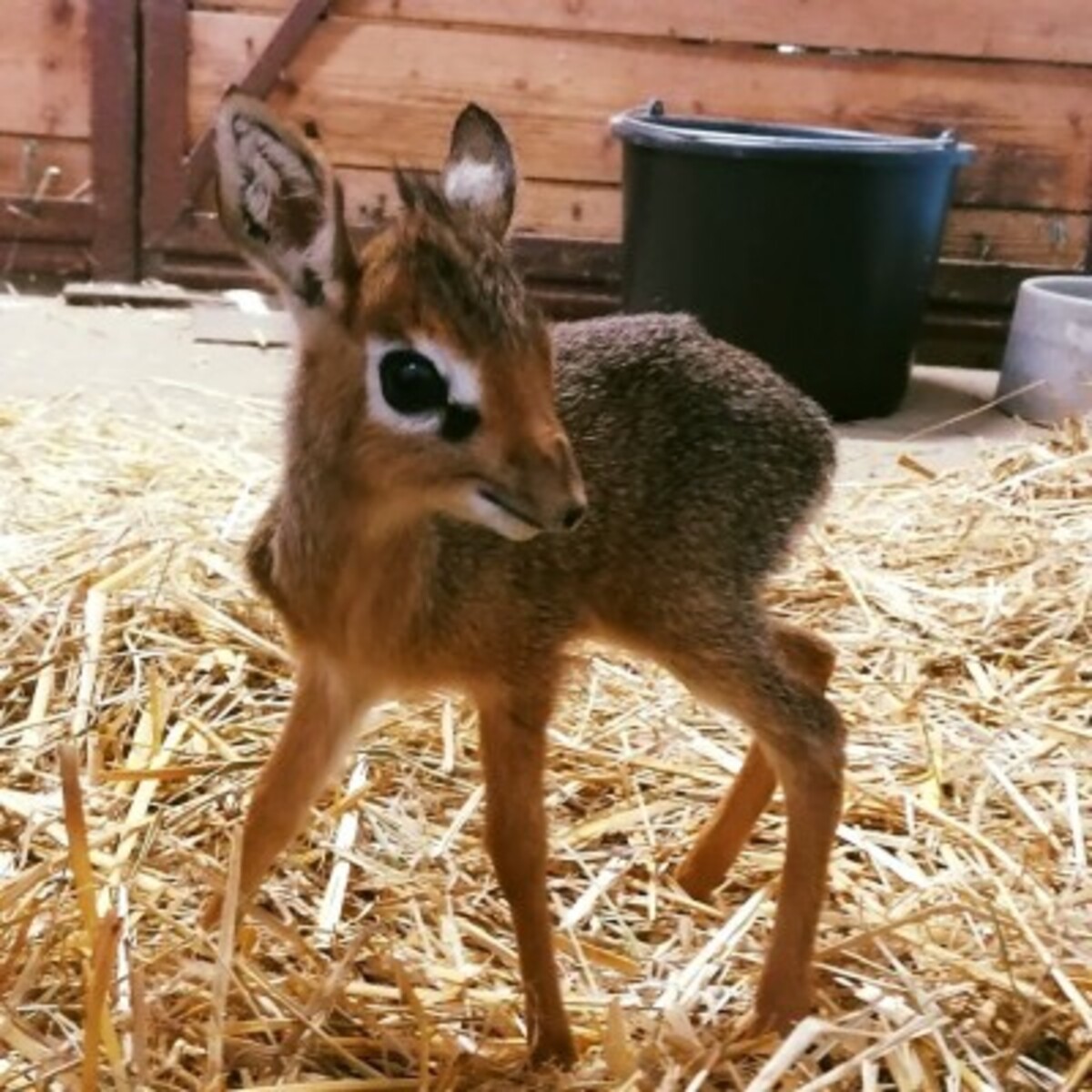 dikdik