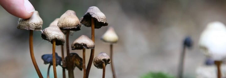 Psilocybin obsažený v lysohlávkách zlepšuje psychické zdraví, ukazuje nová studie