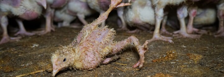 Tyto české obchodní řetězce a fastfoody se nezavázaly k lepší péči o kuřata. V jejich regálech stále najdeš zubožená rychlokuřata
