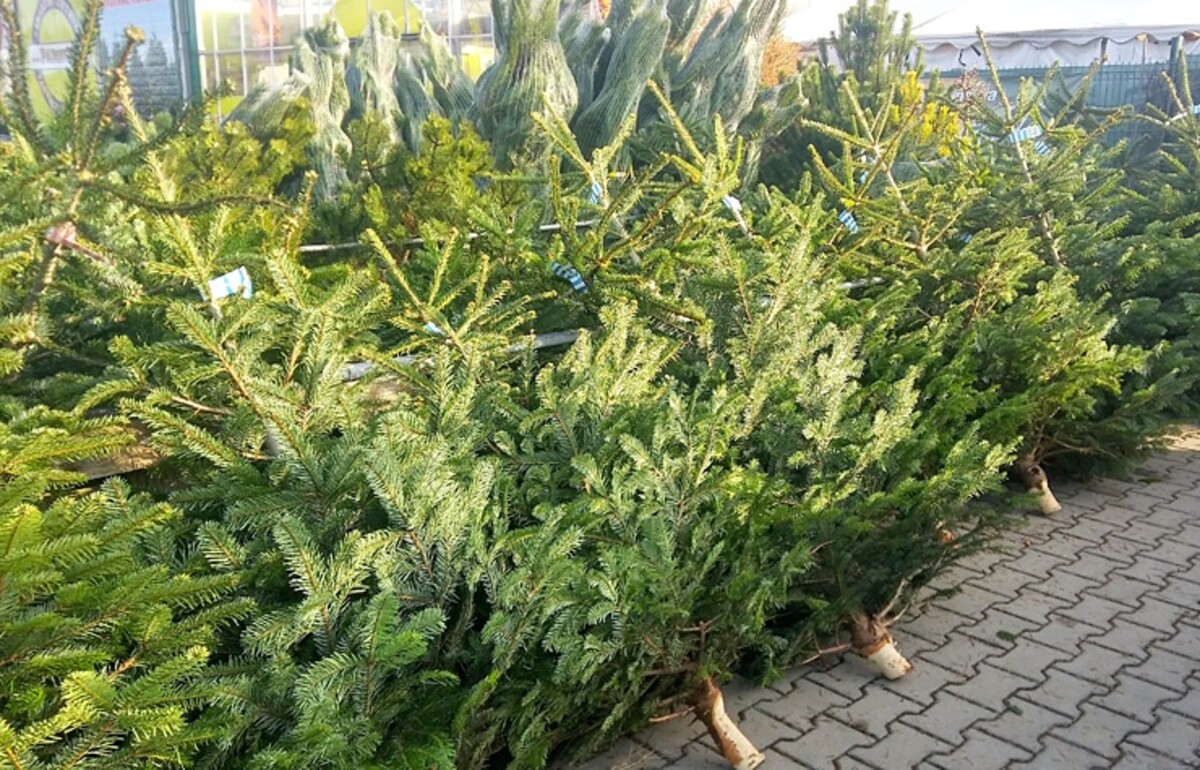 Vánoční stromeček.