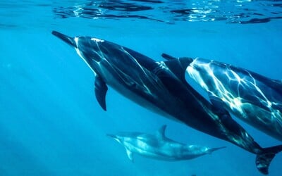 V Černém moři hromadně hynou delfíni. Podle vědců za to může válka na Ukrajině.