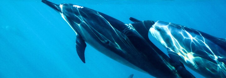V Černém moři hromadně hynou delfíni. Podle vědců za to může válka na Ukrajině 