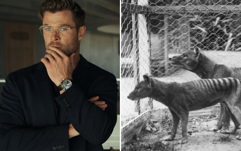 Chris Hemsworth a jeho bratia finančne podporili tím vedcov. Chcú vzkriesiť vyhynutého tasmanského tigra.