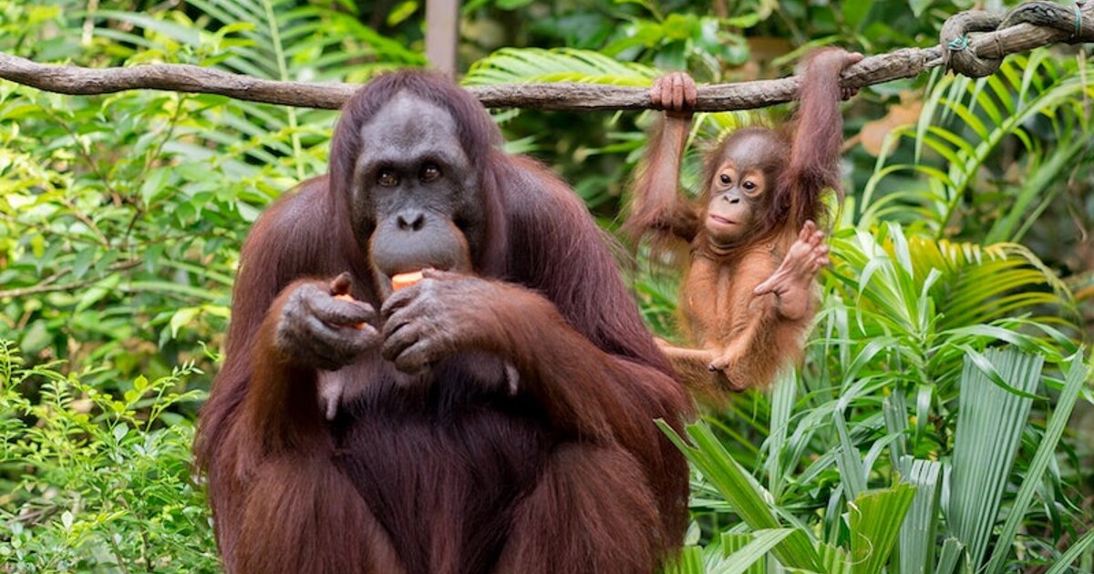 Orangutani dokáží beatboxovat jako lidé, zjistila nová studie