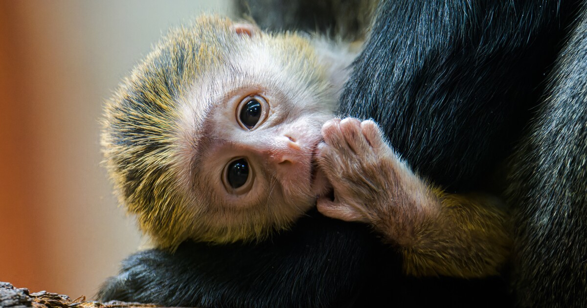 Zoo Praha uvítala nového kočkodana. Podívej se, kdy můžeš olivově zelené mládě navštívit