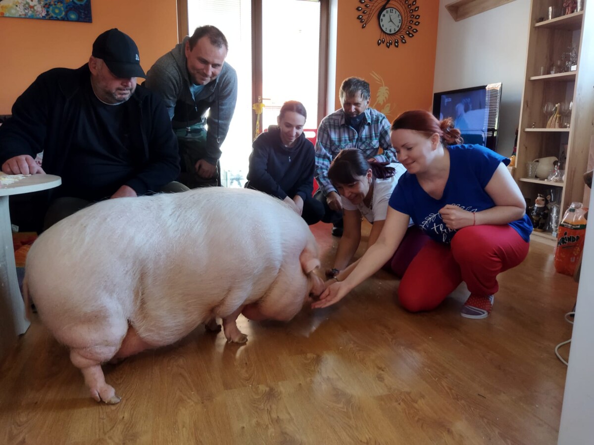 Slovenský veterinárny tím.