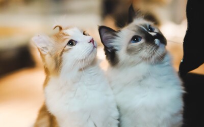 Kočky, které spolu žijí, se znají jménem, ukázala studie.