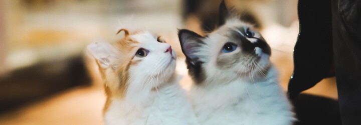 Kočky, které spolu žijí, se znají jménem, ukázala studie