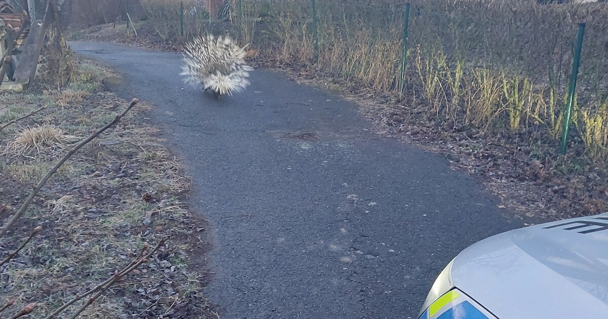 Fakt nejsem pod obraz, pobíhá tu dikobraz. Po silnici na Kroměřížsku pobíhalo exotické zvíře
