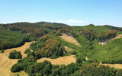 Pre horúčavy a sucho trpia na Slovensku takmer všetky druhy stromov. Listy im hnednú, stromy majú úpal.