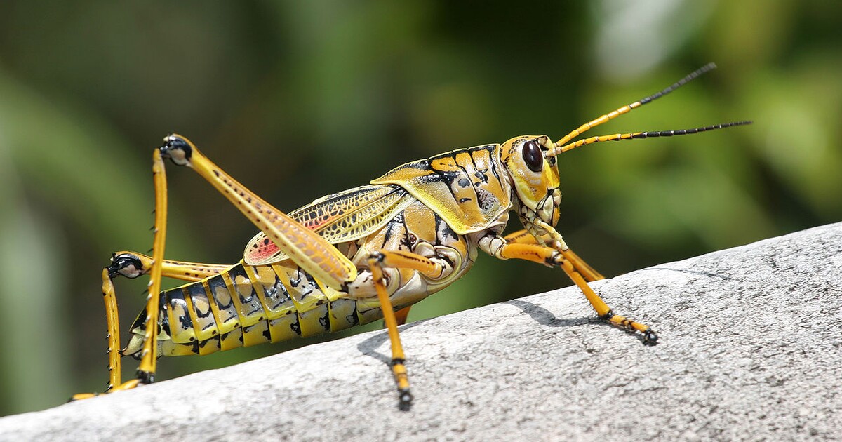 Vědci můžou přinutit sarančata, aby se požírala navzájem. Nový objev z nich udělá kanibaly