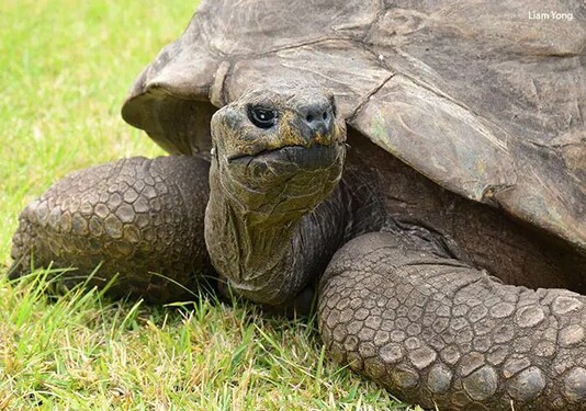 Želva Jonathan je nejstarší zvíře na souši. Jakého věku dosáhla v roce 2019, kdy se dostala do Guinnessovy knihy rekordů?