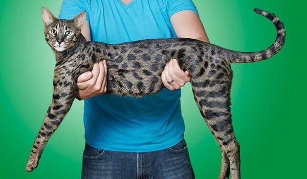 Rekord nejvyšší domácí kočky všech dob drží Arcturus Aldebaran Powers. Její výška dosahuje…