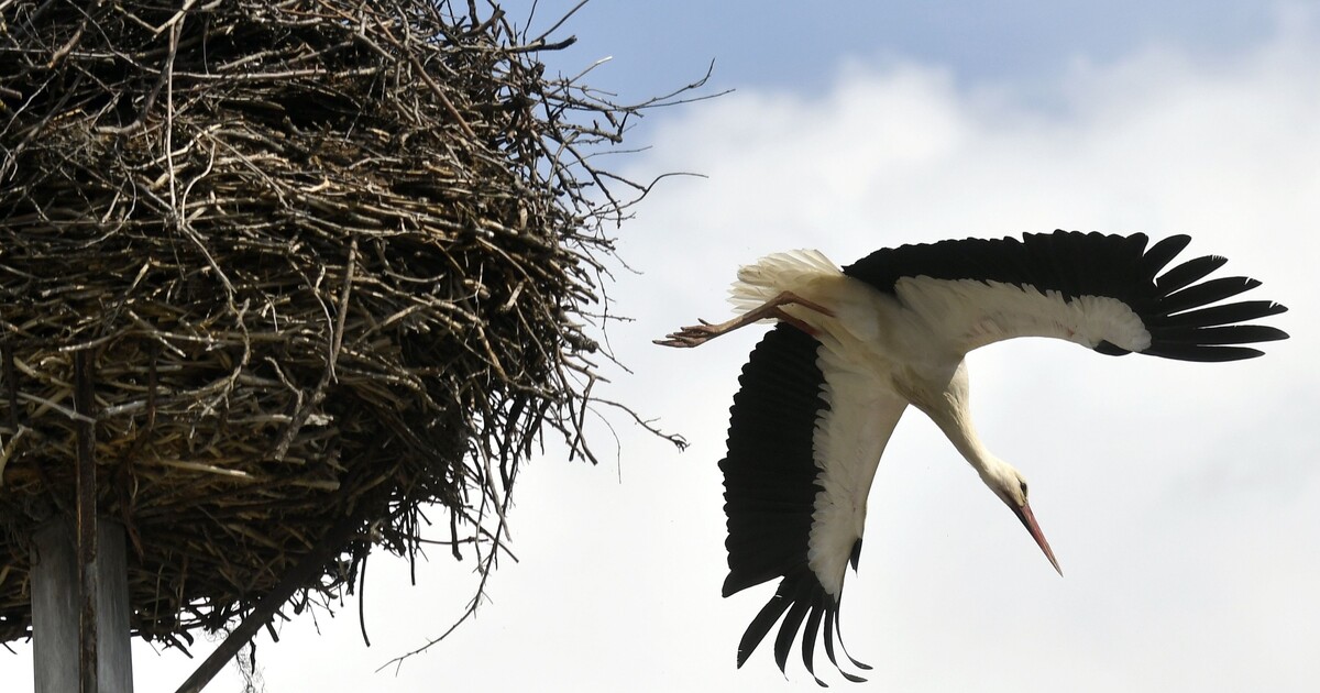 Agresivní čáp už měsíce útočí na auta ve slovenské vesnici. Škody ve výši půl milionu korun nechtějí pojišťovny uhradit