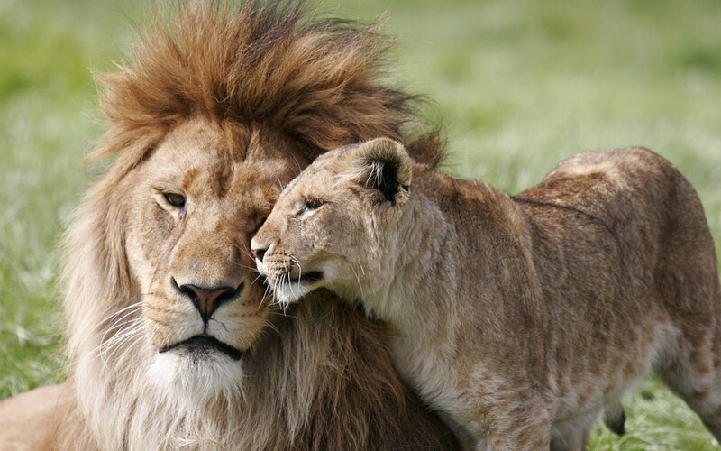 Nerozlučná dvojice. Lví pár byl na sebe tak navázán, že je raději utratili obou najednou.