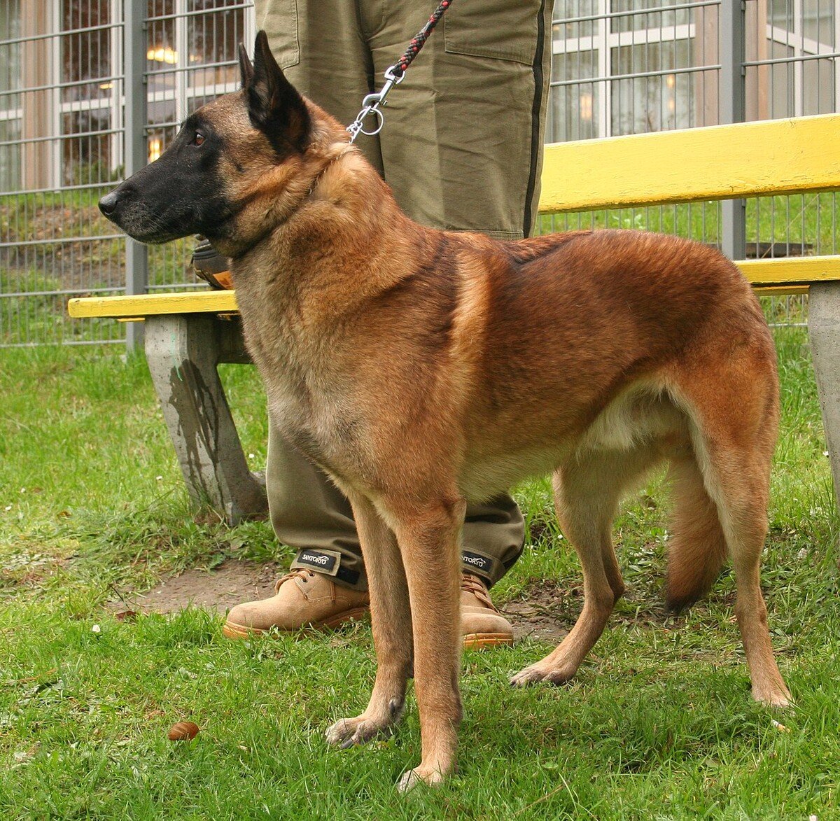 Malinois 