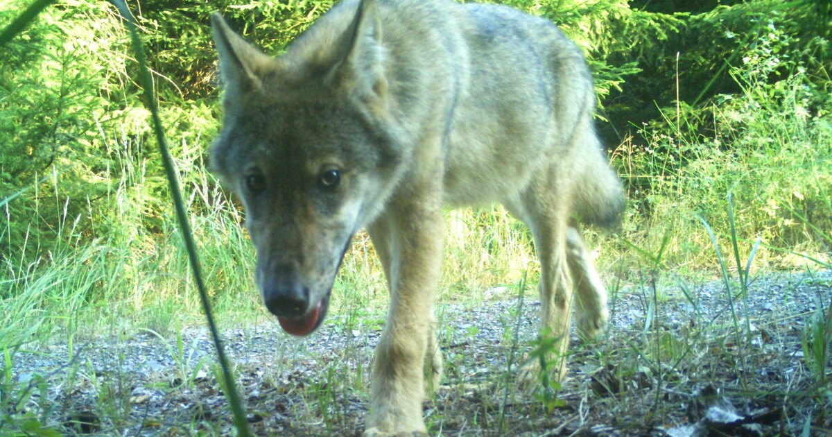 Vlci se vrací i na Znojemsko, byli opakovaně spatřeni v Národním parku Podyjí