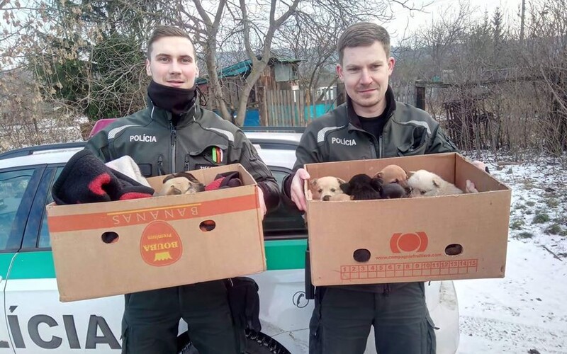 Policajti zachránili jedenásť šteniatok, ktoré mrzli v osade na východe Slovenska. Teraz hľadajú nový domov.