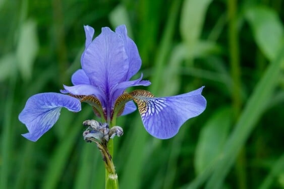 Táto rastlina má latinský názov Iris. Aké je jej slovenské pomenovanie?
