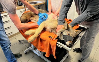 FOTO: Zraněný vlk nalezený na Karlovarsku potřebuje operaci levé kyčle. Věříme, že to zvládne, říkají záchranáři.