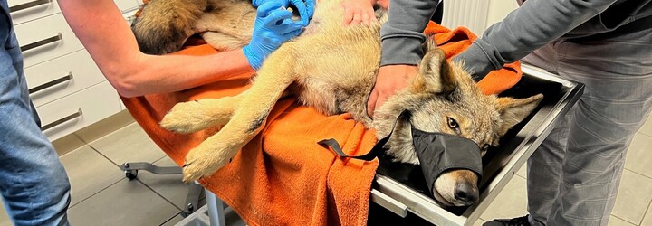 FOTO: Zraněný vlk, kterého nalezli houbaři, potřebuje operaci levé kyčle. Věříme, že to zvládne, říkají záchranáři