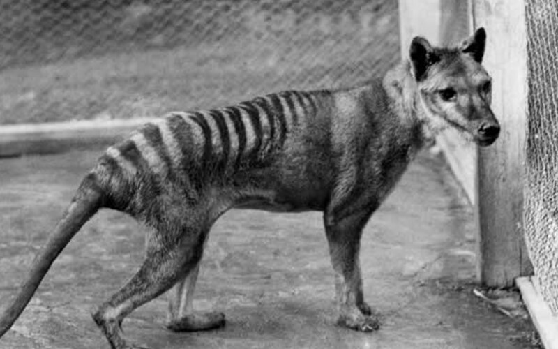 Vědci zveřejnili téměř 100 let staré záběry, které zachycují posledního známého tasmánského tygra na světě.