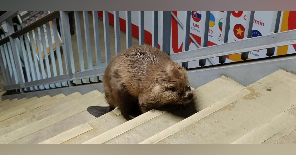 Na autobusové nádraží v Praze se zatoulal bobr. Jejich počet v hlavním městě roste, obsadili už 20 lokalit