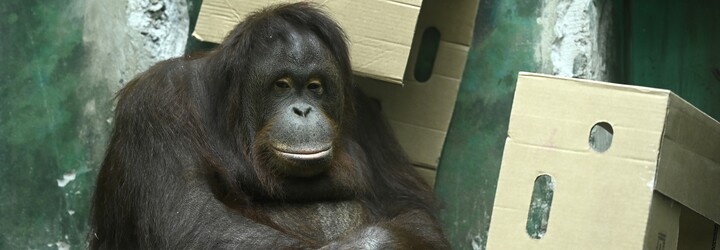 Zoologické zahrady od státu dostanou 80 milionů na krmení pro zvířata