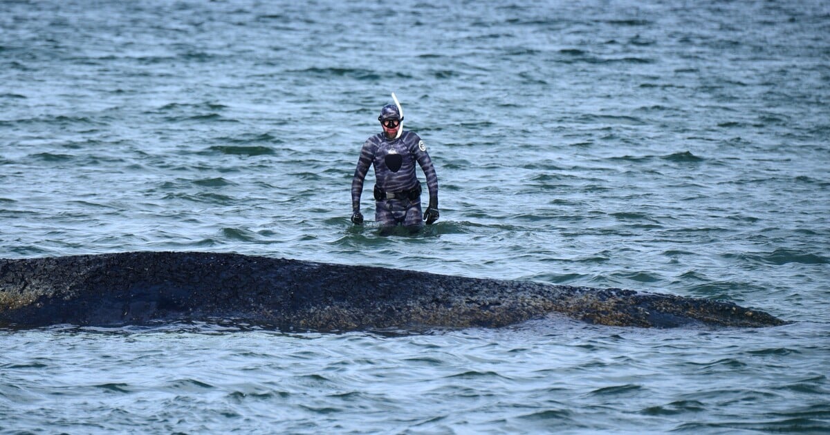 Velrybu uvízlou u německého pobřeží se podařilo osvobodit