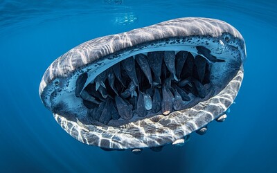 50 štítovců si užívá jízdu v žraločí tlamě – tato fotka vyhrává mezinárodní soutěže