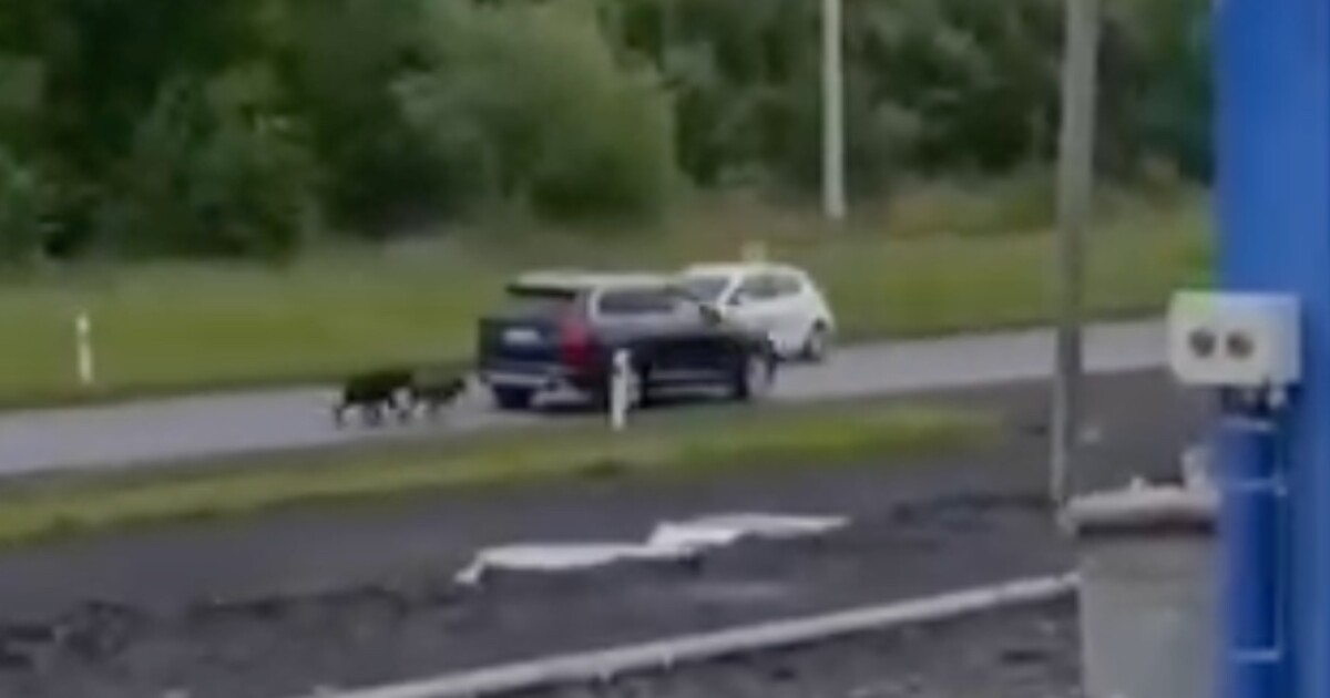 VIDEO: Muž přivázal psy k autu a táhl je za sebou dvě hodiny. Dostal pokutu, ale zvířata mu zůstala